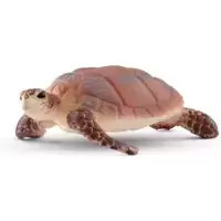 Hawskbill Sea Turtle