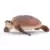 Hawskbill Sea Turtle