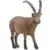 Ibex