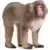 Japanese Macaque