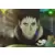 Obito