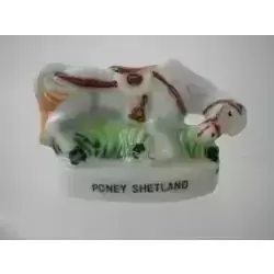 Poney Shetland