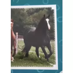 Image n°2