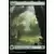Forêt