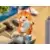Curious Cat