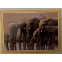 Eléphants africains