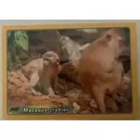 Macaque crabier