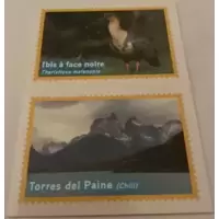 Ibis à face noire - Torres del Paine