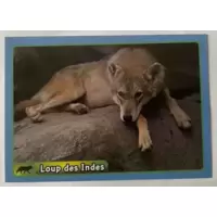 Loup des Indes