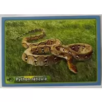 Python réticulé