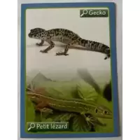 Gecko ou petit Lézard