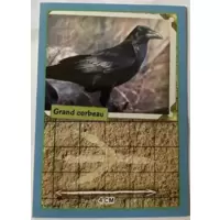 Grand Corbeau