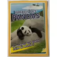 Paradis des pandas