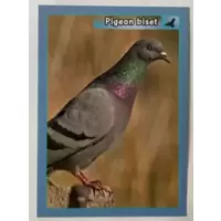 Pigeon Bizet