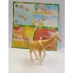 Girafe