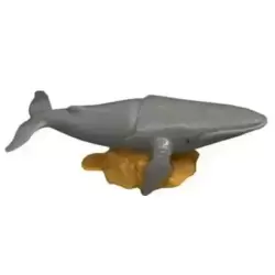 Baleine à bosse