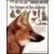 Les loups et les chiens