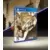 PS4 Games - Grim Fandango Remastered