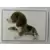 The Dog - Artlist Collection - 2006 - Image 14
