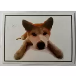 Akita