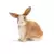 Lapin