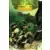 Aliens Versus Predator - War (1)