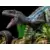 Iron Studios - Jurassic World - Blue Deluxe Art Scale