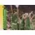 Boston Celtics TC