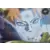 Series SR - Pain-Tendo
