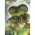 Tome 12