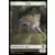 Horizons du Modern III (3) - Chat