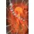Cobra The Space Pirate - Taifu Comics - Salamandar - Partie 2