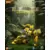 Transformers Blookees - Classic Class - Bumblebee