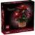 Poinsettia