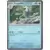 Frogadier Cosmos Holo