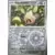 Couronne Stellaire - SCRFR - [COPY] Lechonk Reverse