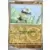 Couronne Stellaire - SCRFR - [COPY] Cubone Reverse