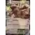 JUMBO Cards XXL - Kangaskhan EX - Jumbo