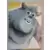 Sulley