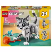 Playful Cat