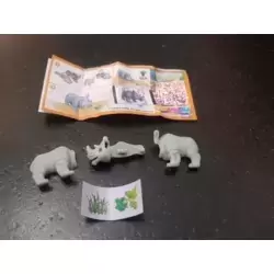 Rhinocéros
