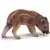Wild Life - Marcassin