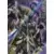Hypnos-UTR-016