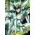 Shiryu-UTR-012