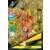 Adrenalyn XL Ligue 1 2024-2025 - Elye Wahi - RC Lens - Limited Edition