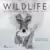 Wildlife, Photographer of The Year: Les plus belles photos de nature