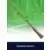 Elphaba's Broom