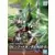 SDW Gundamworld Heroes - SDW Heroes Robinhood Gundam Age-2