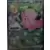 Journey Together - JTGEN - Lillie\'s Clefairy EX