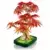 LEGO Botanical Collection - Bonsaï d’érable rouge du Japon